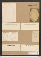 Surirella gemma Ehr. (de-Toni-Nr.: Genus 53, Species 2247) Zeichnungen Sammlung Grunow Nr. 4673 (NHMW-BOT-W0372744)